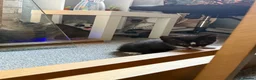 Mixed Breed cats for sale: Ginger male and tuxedo female - Advert 5