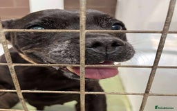 Staffordshire Bull Terrier dogs for adoption: BIMBO – Loves everyone, wants someone to love her! - Image 5