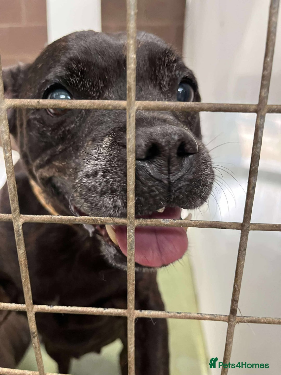 Staffordshire Bull Terrier dogs for adoption: BIMBO – Loves everyone, wants someone to love her! - Image 5