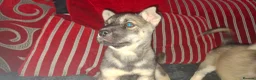 Mixed Breed dogs for sale: Siberian husky + Rus A Pei - Advert 6