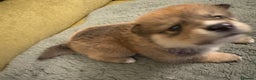 Mixed Breed dogs for sale: Pomskiba Inu Puppies. Shiba Inu x Pomsky - Advert 34