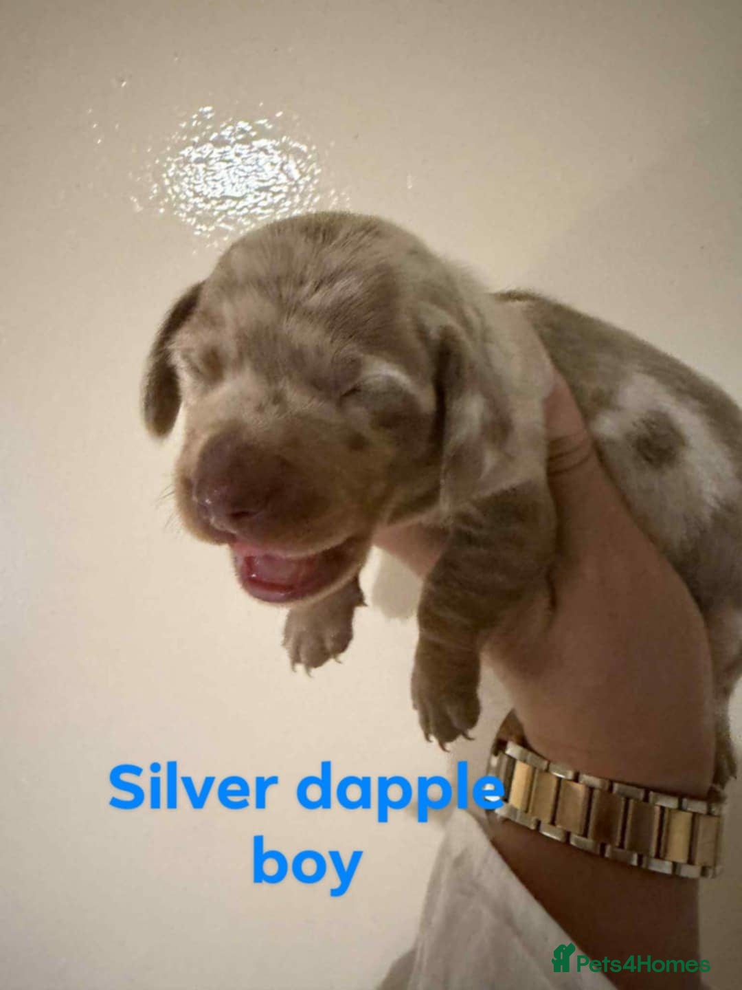 Miniature Dachshund dogs for sale: Stunning Miniature Dachshund kc reg READY NOW 🎄🎄 - Advert 26