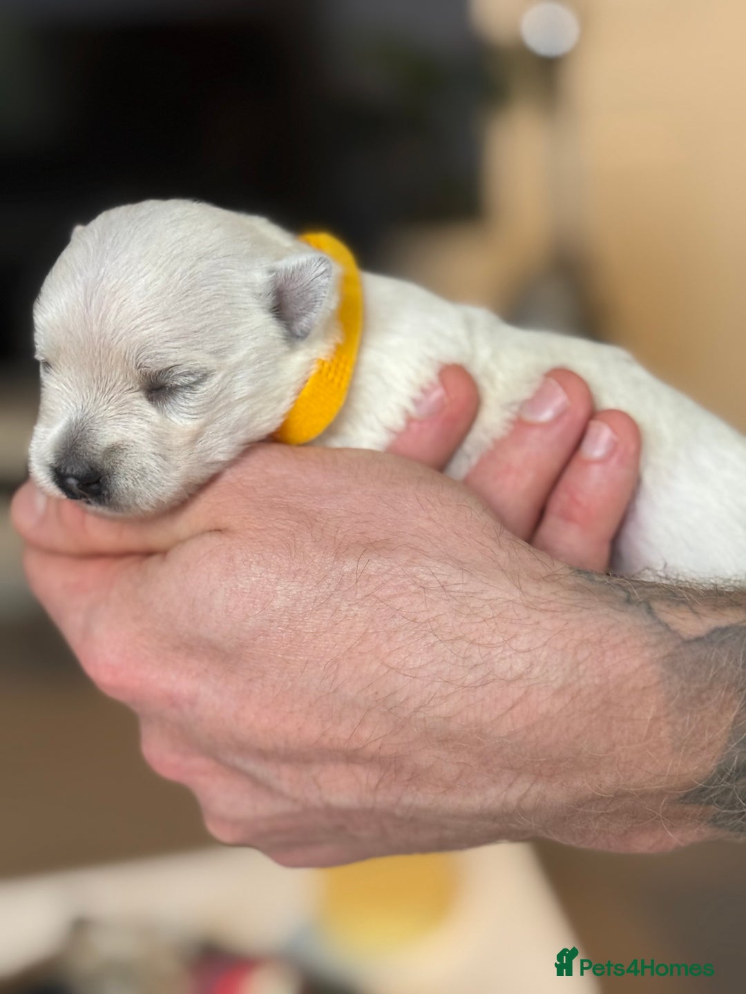West Highland Terrier dogs for sale: West Highland Terrier Puppies for Loving Homes - Image 23