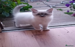 Ragdoll cats for sale: Pure Bred Ragdoll Kittens Available - Image 4
