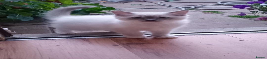Ragdoll Kitten 2