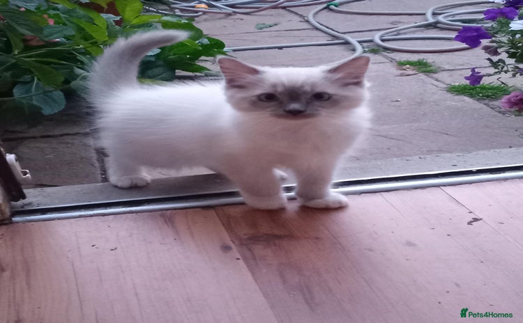 Ragdoll cats - Advert 1