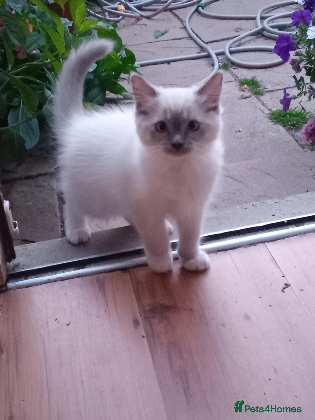 Ragdoll cats for sale: Pure Bred Ragdoll Kittens Available - Image 4