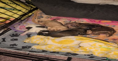 Cavapoo dogs - Advert 9