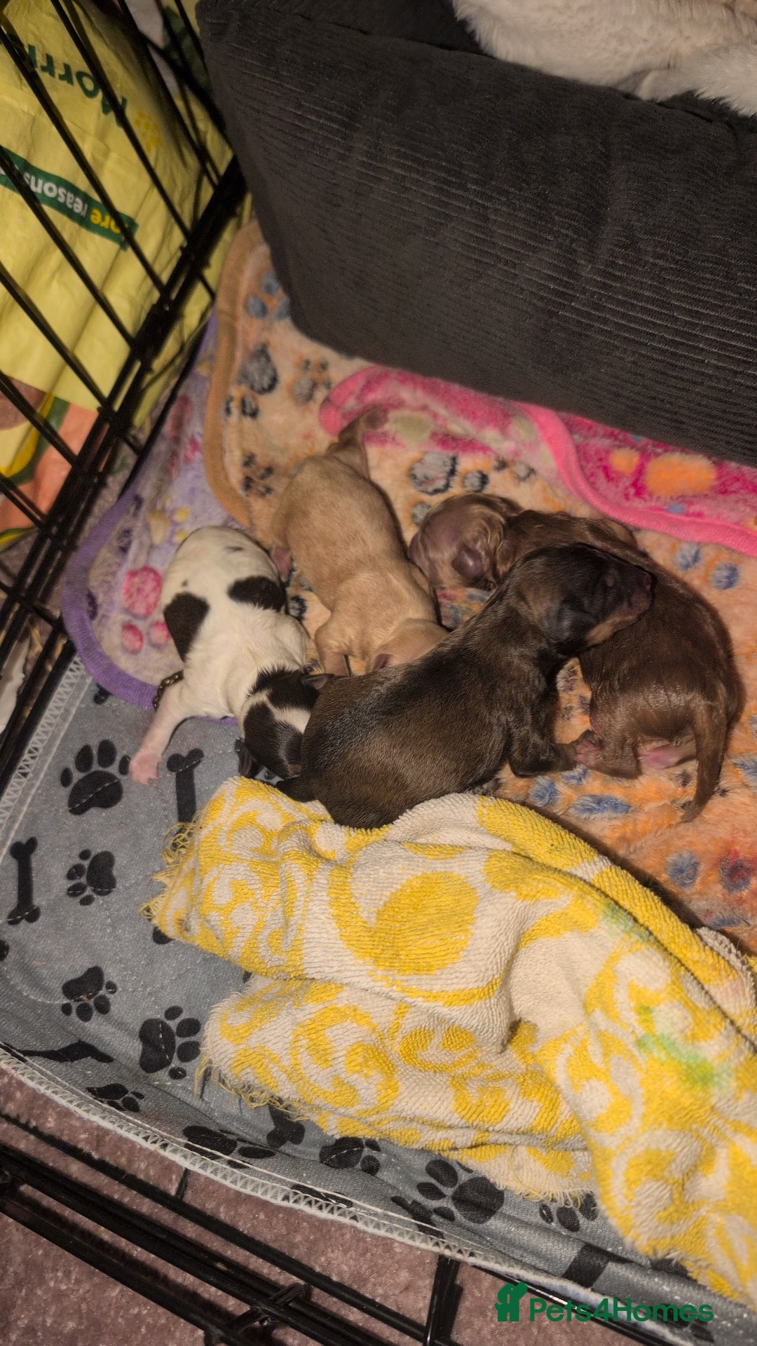 Cavapoo dogs for sale: Gorgeous cavapoo puppies  - Image 3