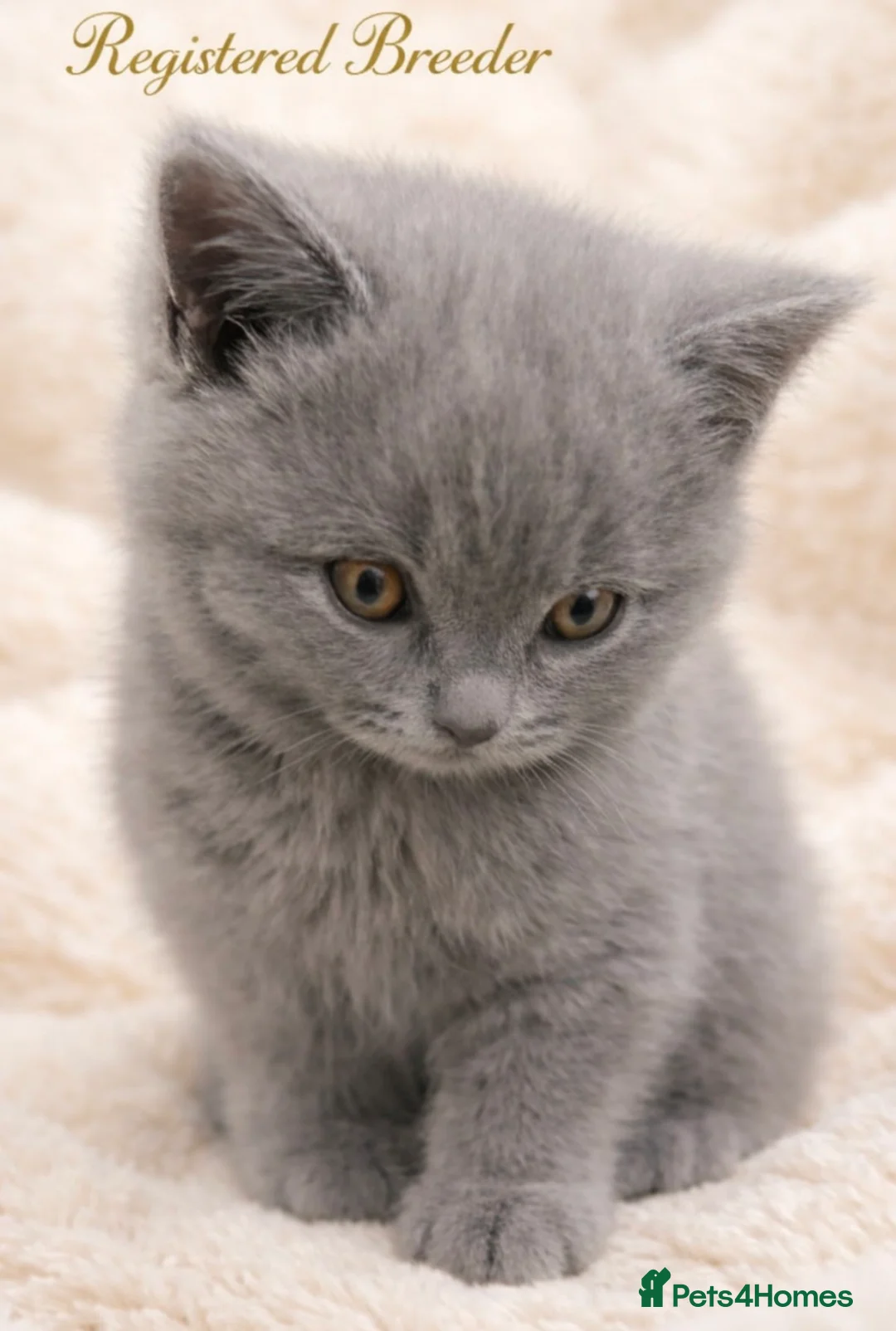 British Shorthair cats for sale: 🏆CHAMPION BLOODLINES🏆blue British shorthair. - Advert 1