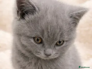 British Shorthair cats 🏆CHAMPION BLOODLINES🏆blue British Shorthair - Advert 1