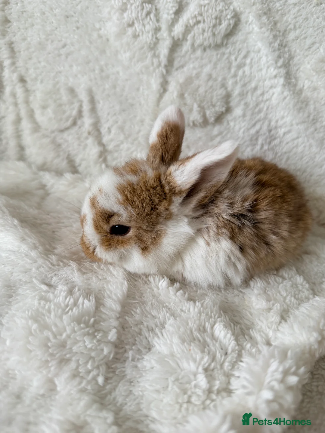 Mini Lop rabbits for sale: Mini lops - Advert 11