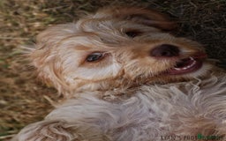 Cockapoo dogs for sale: Beautiful female 11 weeks.  - Image 7