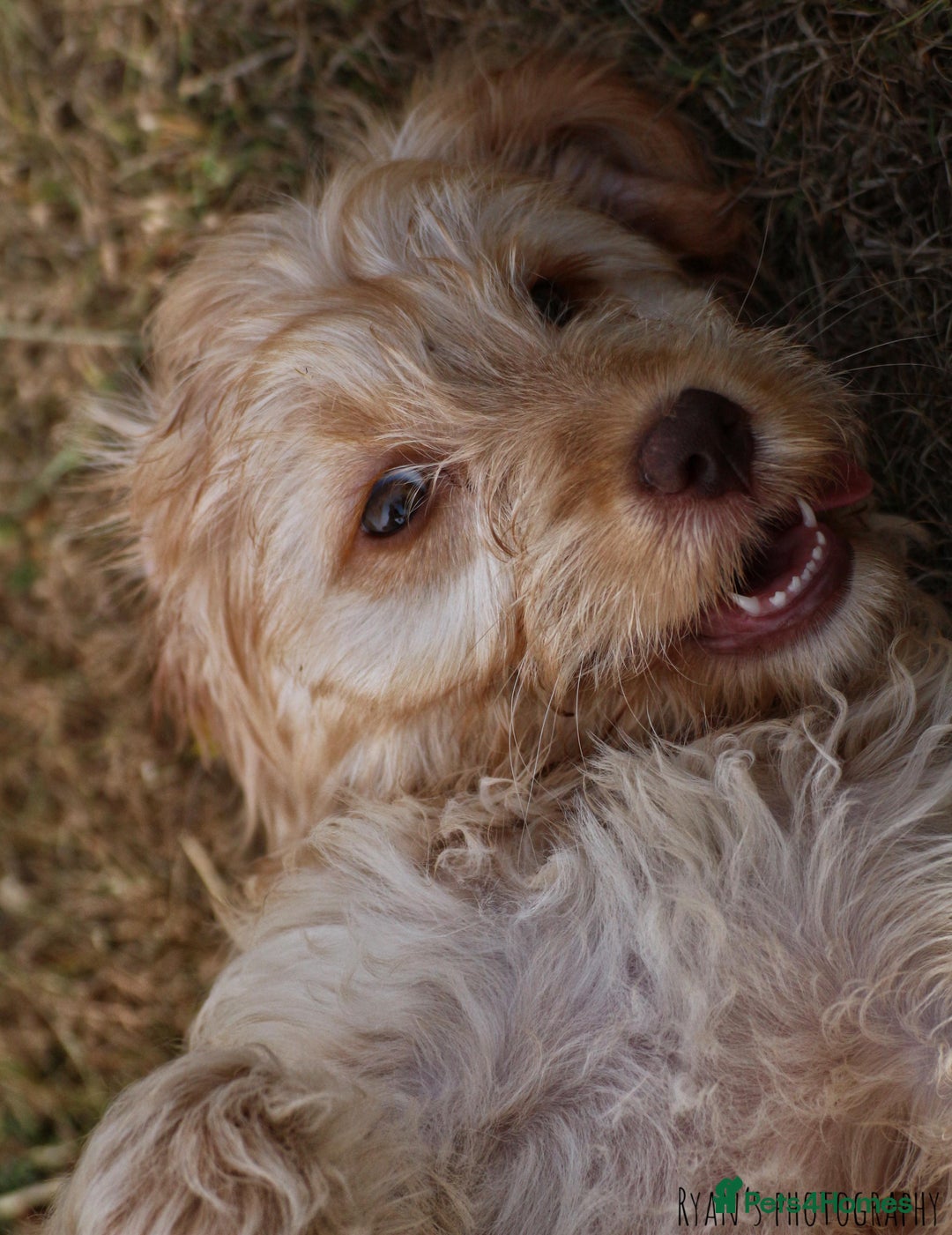 Cockapoo dogs for sale: Beautiful female 11 weeks.  - Image 7