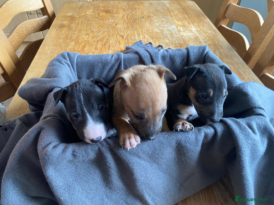 English Bull Terrier dogs for sale: English bull terrier puppies - Image 2
