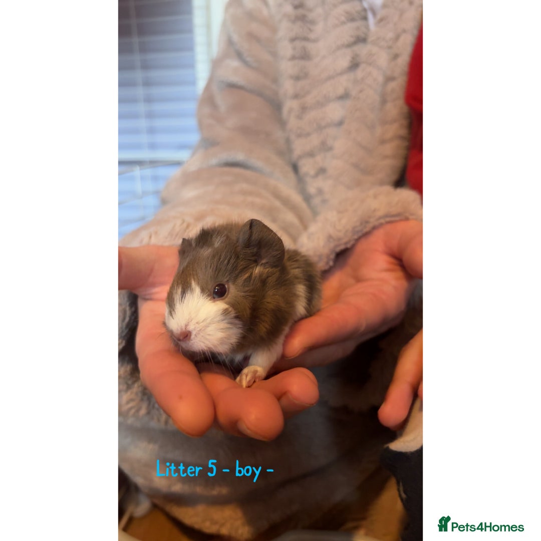Guinea Pig rodents for sale: Beautiful baby guniea pig for sale Girls & Boys - Advert 23