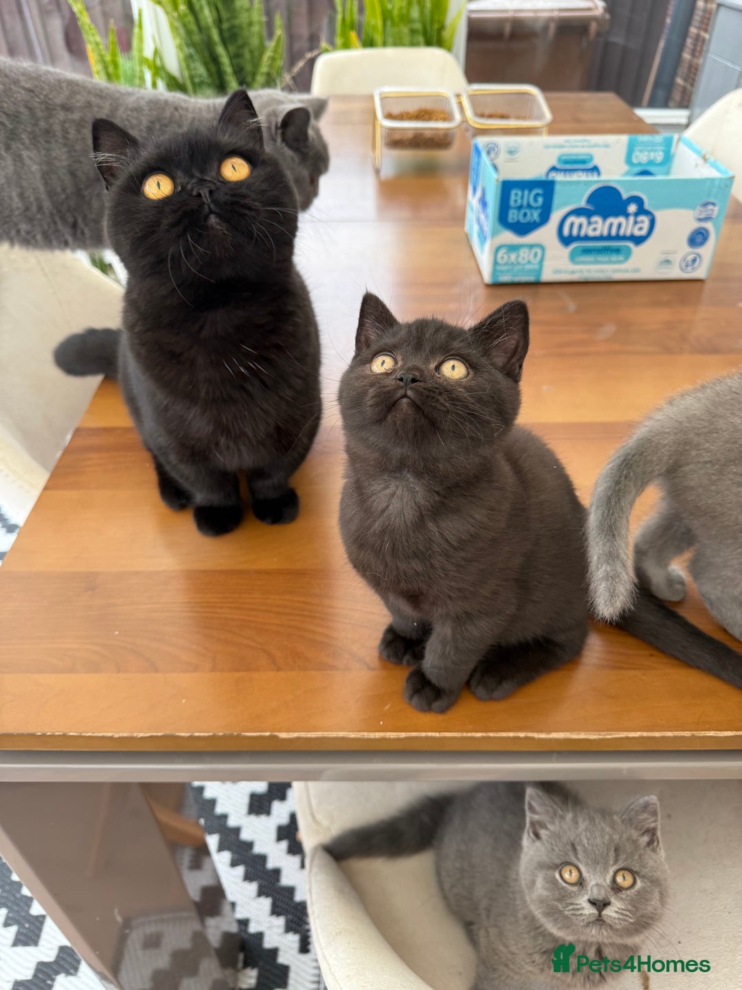British Shorthair cats for sale: Rare Coloured British Shorthair kittens - Image 6
