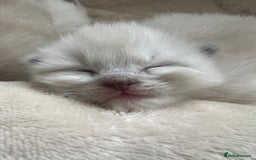 Ragdoll cats for sale: Ragdoll kittens  - Image 17