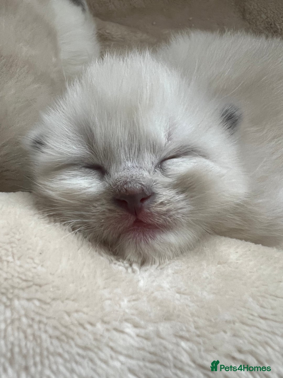 Ragdoll cats for sale: Ragdoll kittens  - Image 17