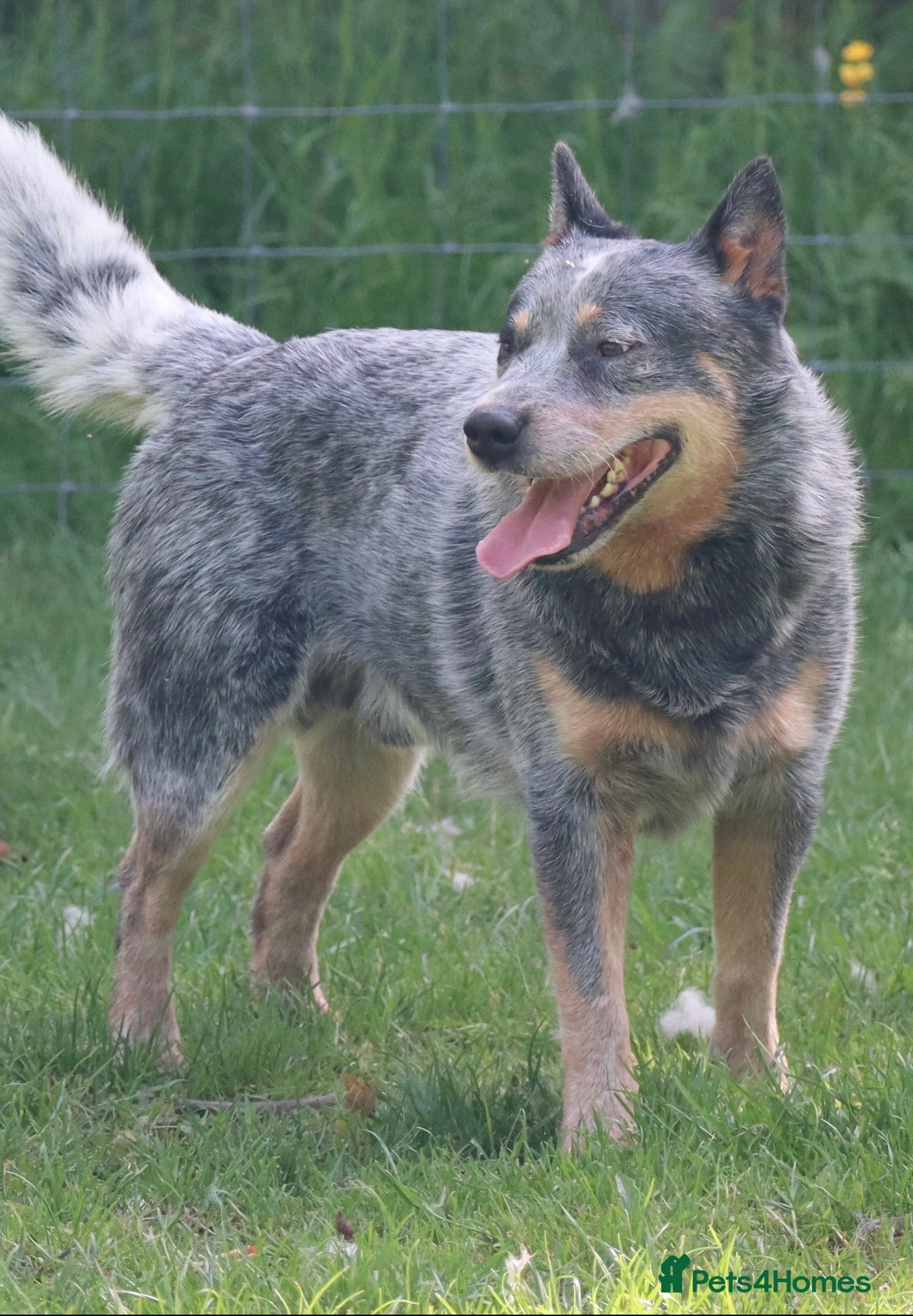 Australian Cattle Dog dogs KC Australian Cattle Dog for stud.  - Advert 1