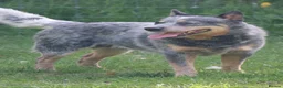 Australian Cattle Dog dogs for stud: KC Australian Cattle Dog for stud.  - Advert 1