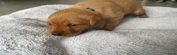 Labrador Retriever dogs for sale: 🦊❤️ GORGEOUS FOX RED LAB PUPPIES 6 GIRLS & 1 BOY! - Advert 14