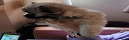 Cairn Terrier dogs for sale: 7 Adorable Cairn Terrier Pups - Advert 4