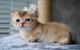Munchkin cats for sale: Munchkin kittens - Advert 1