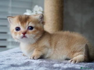 Munchkin cats Munchkin kittens - Advert 3
