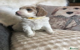 Goldendoodle dogs for sale: Goldendoodle Double Doodle pup ready to go🐾 - Image 26