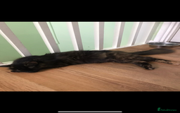 Mixed Breed cats for sale: Two cute black kittens  - Image 7