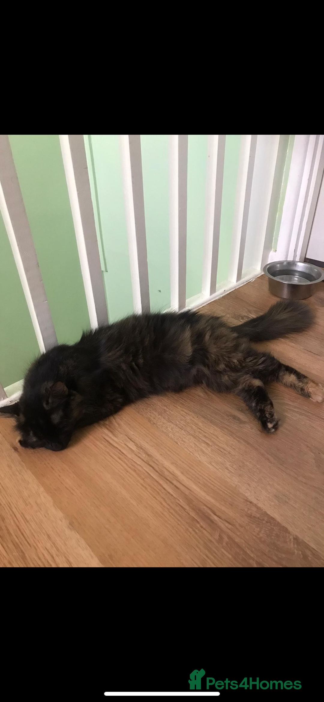Mixed Breed cats for sale: Two cute black kittens  - Image 7