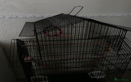 Budgerigars birds for sale: 2 budgies and cage - Image 5