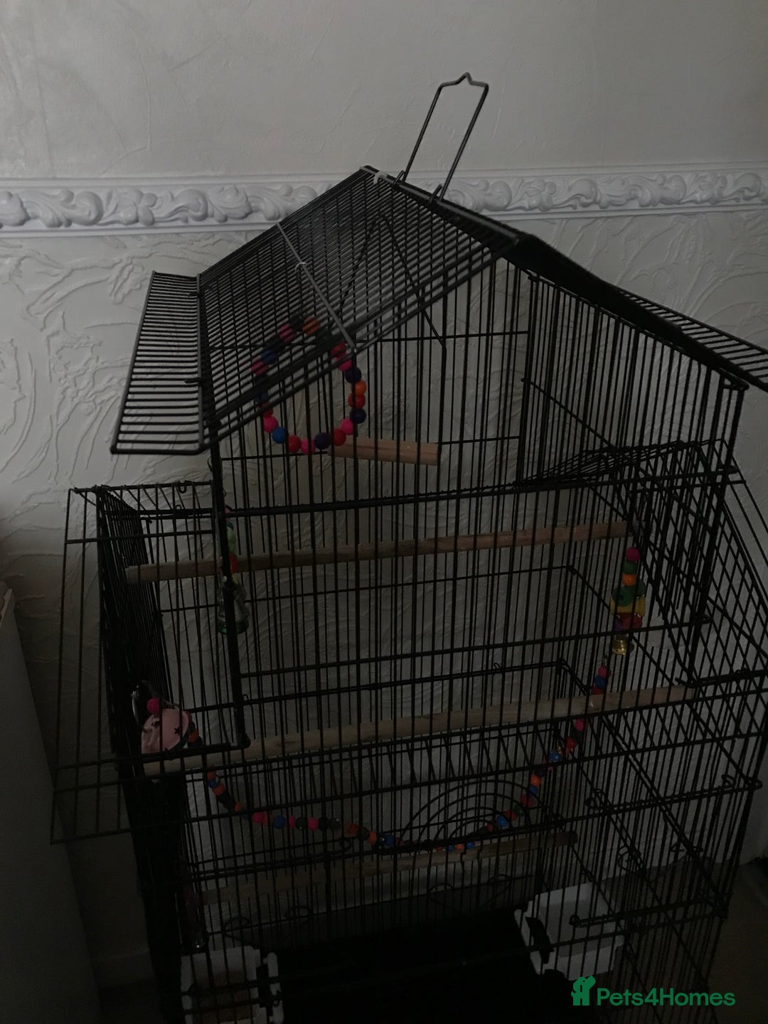 Budgerigars birds for sale: 2 budgies and cage - Image 5