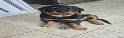 Rottweiler dogs for sale: Both Parents Elbows/hips scored, LEMP/JLPP Clear - Advert 6