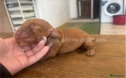 Cocker Spaniel dogs for sale: Last show boy remaining  - Image 9