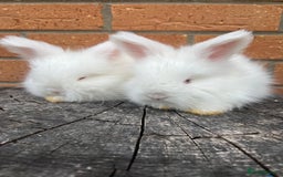 Angora rabbits for sale: Quality English Angora babies - Image 1