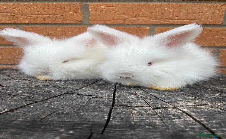 Angora rabbits - Advert 1