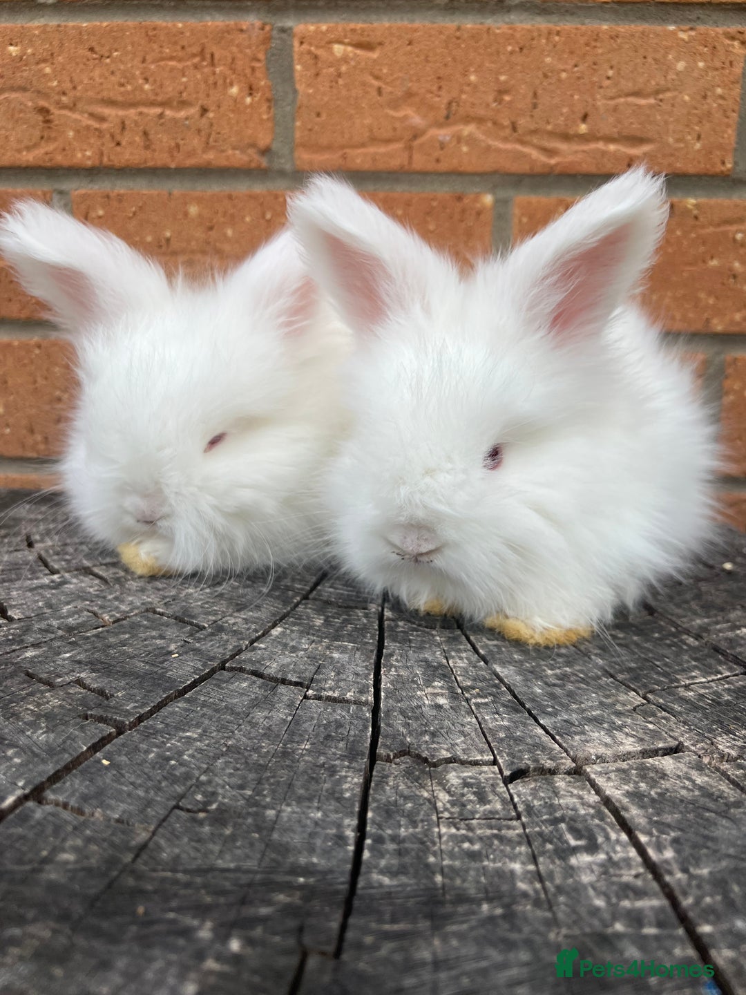 Angora rabbits for sale: Quality English Angora babies - Image 1