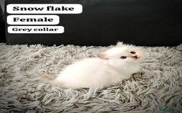 Ragdoll cats for sale: Ready Pedigree Lilac (Rare) Ragdoll Kittens - Image 4