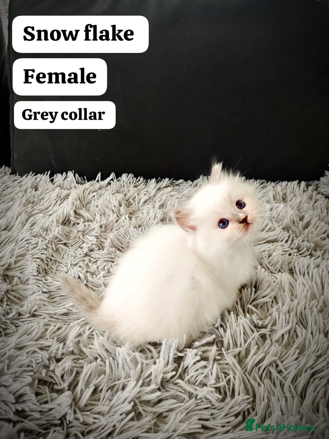 Ragdoll cats for sale: Ready Pedigree Lilac (Rare) Ragdoll Kittens - Image 4