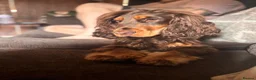 Cocker Spaniel dogs for stud: Chocolate and tan show cocker stud  - Advert 4