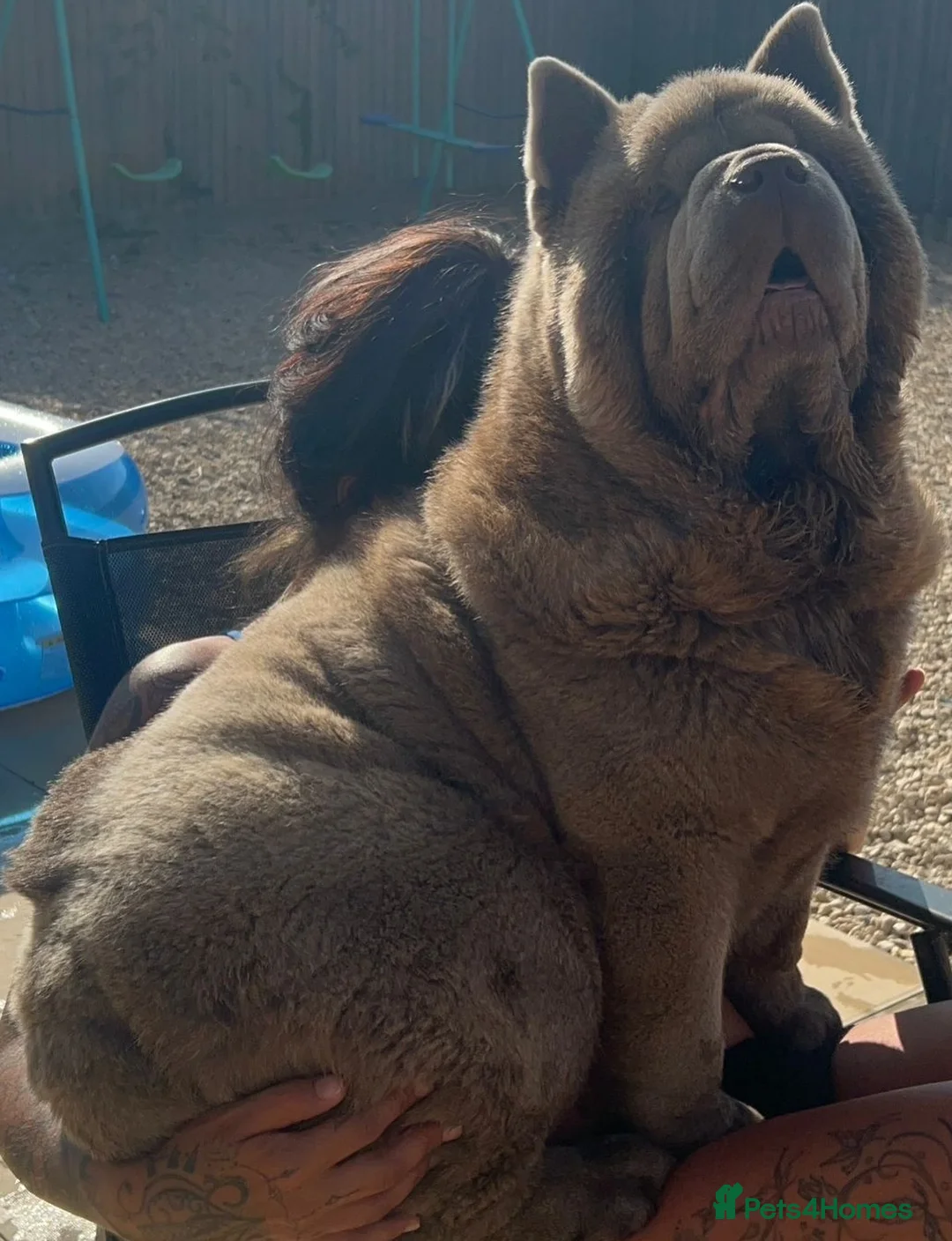 Chow Chow dogs for stud: The only rare lilac smooth coat KC reg  - Advert 11