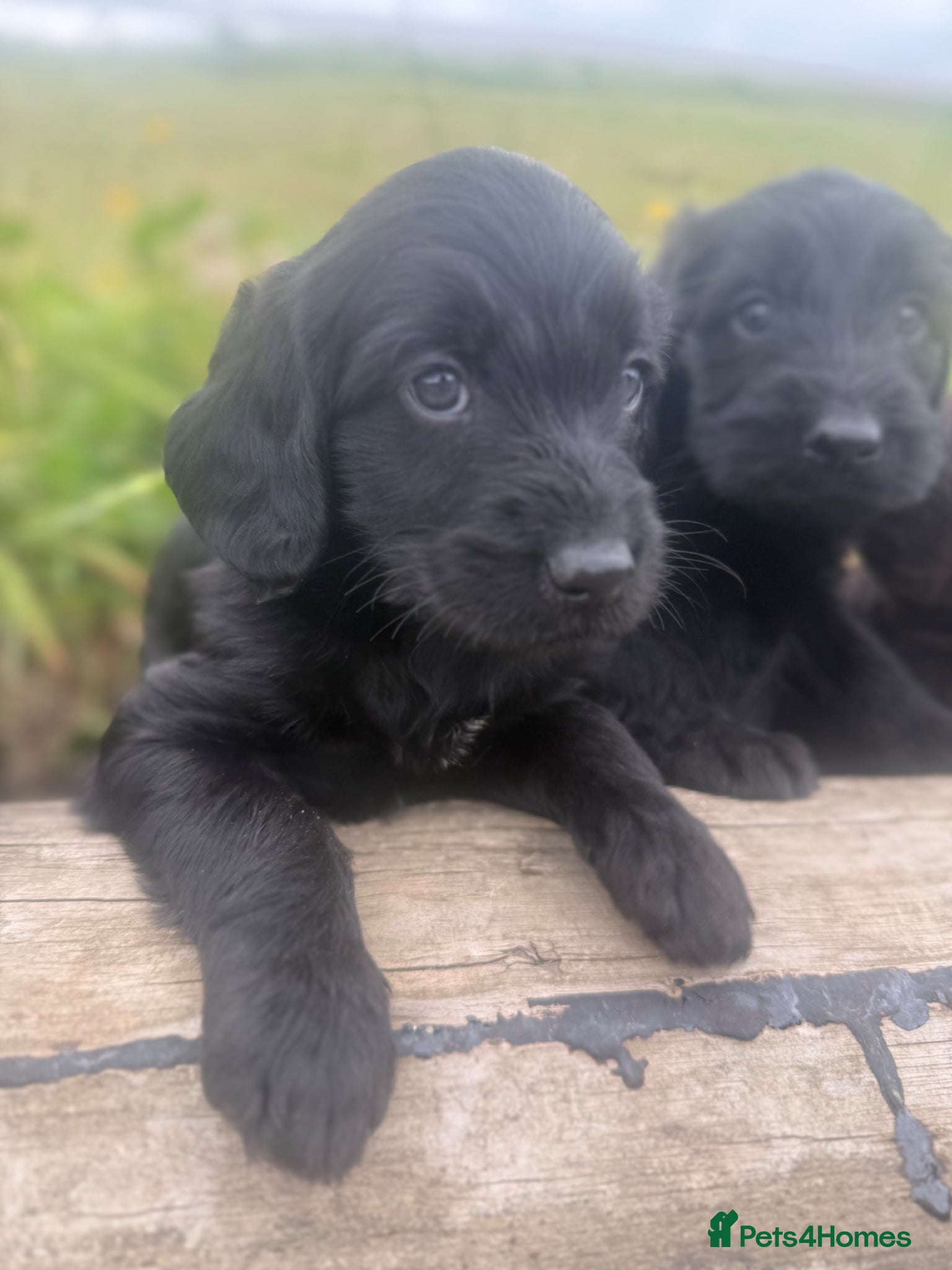 Labradoodle dogs for sale: F1 miniature labradoodles  - Advert 7