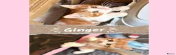 Mixed Breed cats for sale: Cat & Kittens Adoption ☺️ - Advert 3