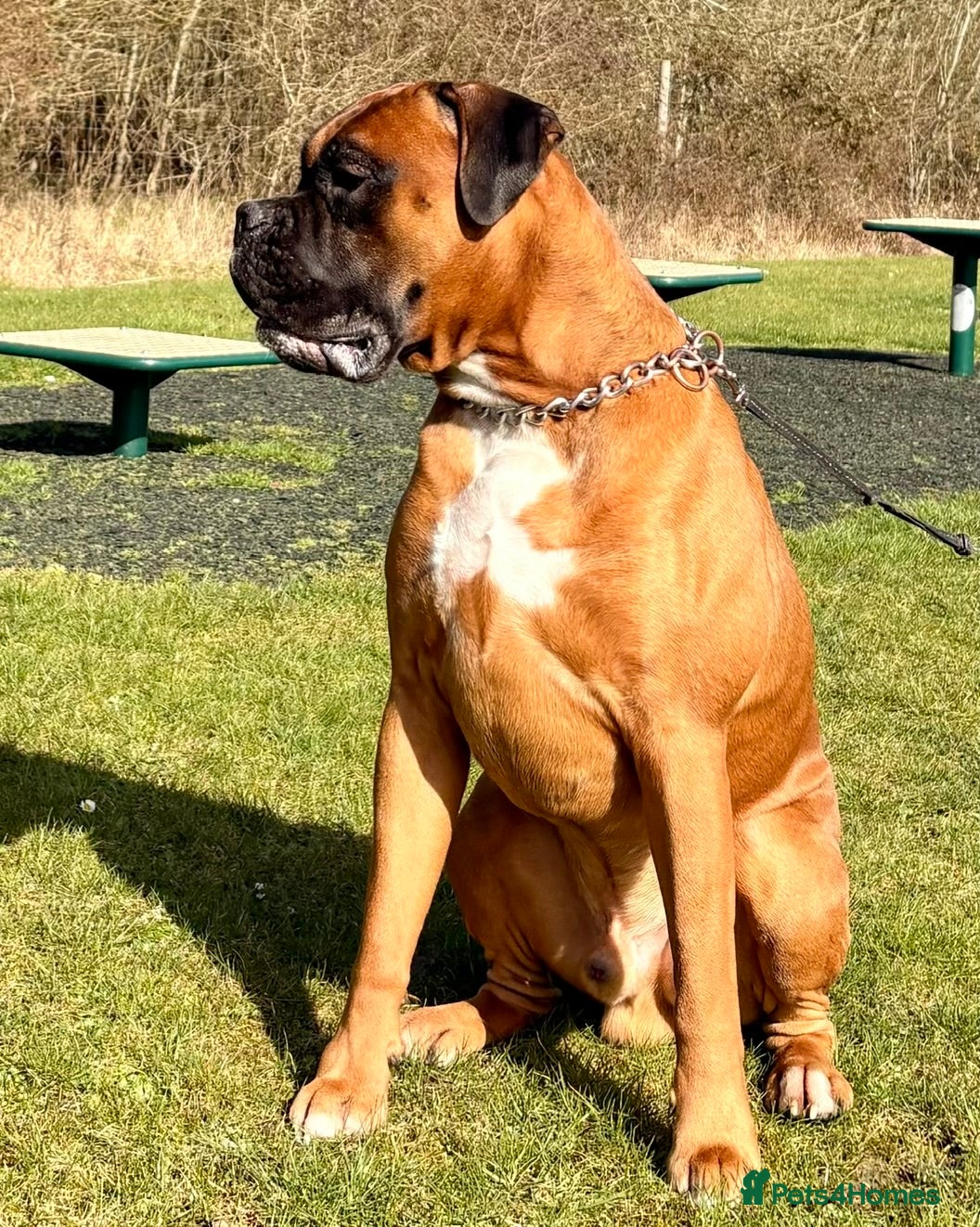 Boxer dogs  Pedigree Bobtail Boxer – proven stud dog  - Advert 3
