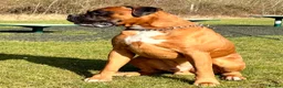 Boxer dogs for stud:  Pedigree Bobtail Boxer – proven stud dog  - Advert 1