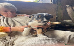 Border Collie dogs for sale: 4 x Female / 3 x Male Blue Merle & B/W Collies - Image 9