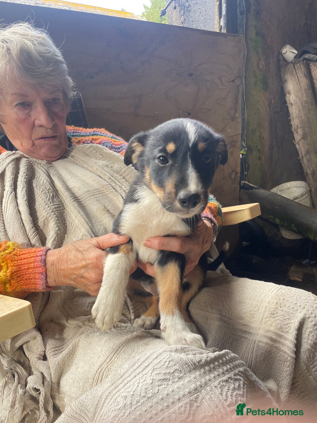 Border Collie dogs for sale: 4 x Female / 3 x Male Blue Merle & B/W Collies - Image 9