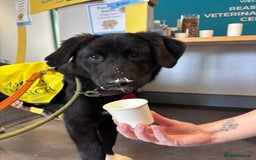 Mixed Breed dogs for adoption: Meet Buffy, currently residing in Cheshire  - Image 1